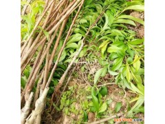 亿然苗木保证纯度(图)-商丘恐龙蛋李子苗-恐龙蛋李子苗