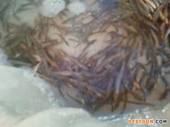 香坊区罗非鱼苗桂鱼苗