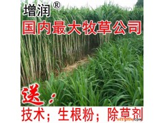 甜象草种节 甜象草种子种苗