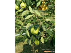 1年苗酥脆4号小苗-永丰种植(在线咨询)-信阳酥脆4号小苗