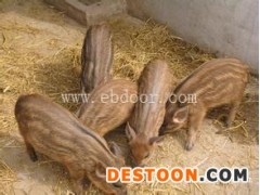 野猪崽养殖-格六牧业(在线咨询)-绥宁野猪崽