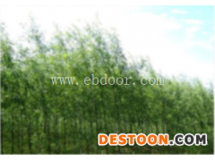 新速生竹柳批发-速生竹柳-临沂市峻峰竹柳