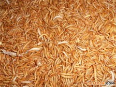 黄粉虫价格 黄粉虫收购 广东特种养殖合作社专业黄粉虫收购