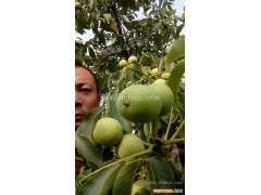 高产温815核桃苗木基地-永丰种植-信阳温815核桃苗木基地