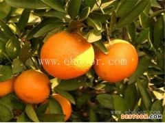 大分柑橘苗批发-果源农业—专业优质-大分柑橘苗