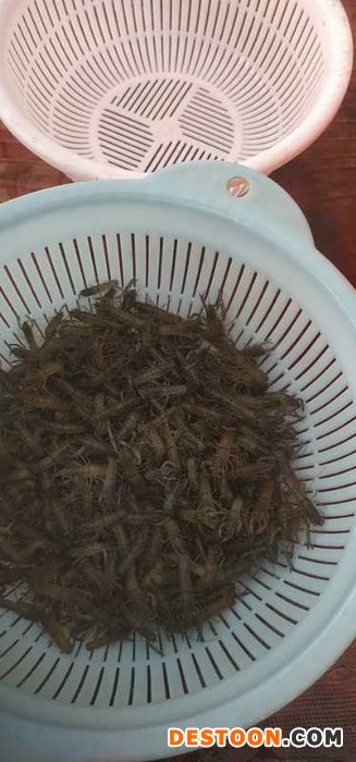 延边罗非鱼苗鱼苗