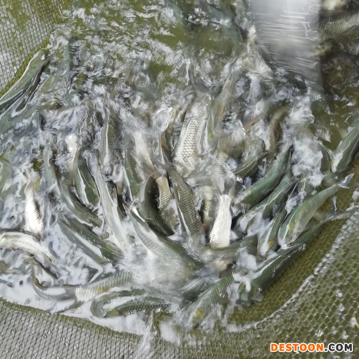 洛阳黑鱼苗桂鱼苗