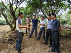 自治区农业农村厅领导到我县调研秋冬种生产