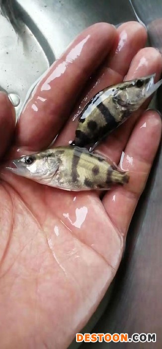 海城鱼苗罗非鱼苗