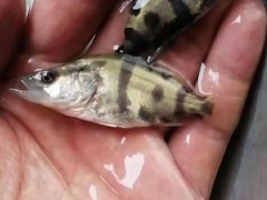 海城鱼苗罗非鱼苗