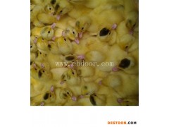 正番鸭苗价格-固原番鸭苗价格-西彦孵化厂鸭苗(查看)