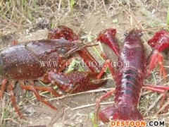 小龙虾养殖-金智祥潜江龙虾养殖技术-孝感小龙虾养殖