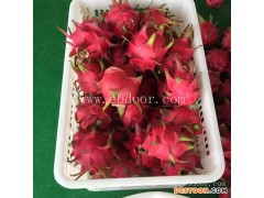 正季红心火龙果苗-河南红心火龙果苗-金田源火龙果质好味佳