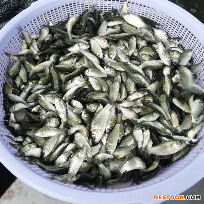 荣昌县罗非鱼苗罗非鱼苗