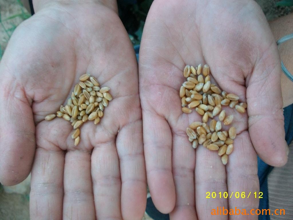 微肥 安阳微肥 奥健丰微肥 代理经销 区域总代理