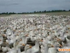 肉鹅苗价格-河北鹅苗-昌图鹅雏孵化厂