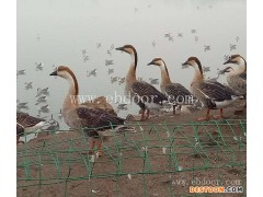 成年大雁肉价格-大雁肉-达信大雁肉质肥美