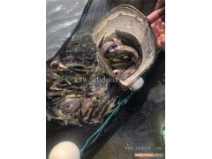 磐安鼎鸿生态农业公司(图)-光唇鱼苗多少一尾-光唇鱼苗