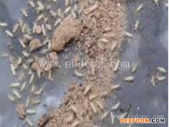 人工养殖金蝉基地-亿鸣金蝉(在线咨询)-商丘养殖金蝉基地