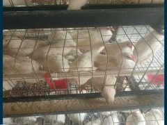 安徽阜阳海兰褐青年鸡,阜阳海兰褐青年鸡成本,海兰褐青年鸡价格优惠