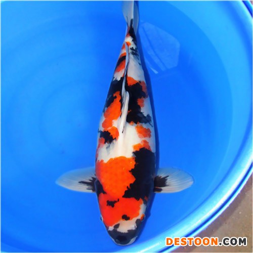 【蓬展】台州蓬展锦鲤  锦鲤鱼苗  台州 锦鲤厂家  锦鲤批发 厂家直销  值得信赖