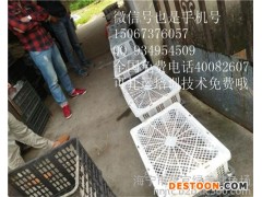 廊坊特种养殖动物杂交野兔养殖基地网址