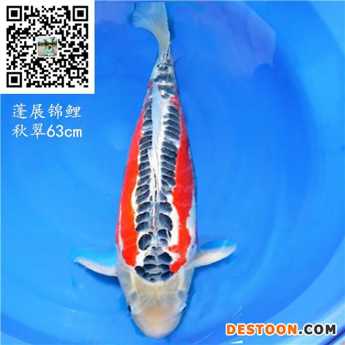 【蓬展】台州蓬展锦鲤  锦鲤鱼苗 台州 锦鲤厂家    锦鲤批发   质优价廉