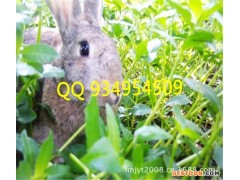 湖南养兔培训养殖特种兽畜比利时野兔养殖兔子特种养殖