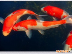 台州蓬展  锦鲤鱼苗 台州锦鲤厂家 浙江锦鲤  鱼苗