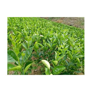 [供]优质柑桔苗出售，欢迎来电订购15327878572