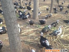 妙林农业(图)-宜良鹅苗报价-宜良鹅苗