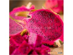 火龙果苗供货基地-江西火龙果苗-金田源果形美(查看)