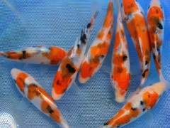 【蓬展】台州蓬展锦鲤  锦鲤鱼苗 台州 锦鲤厂家  锦鲤批发   质优价廉