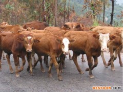 供应永顺特种养殖