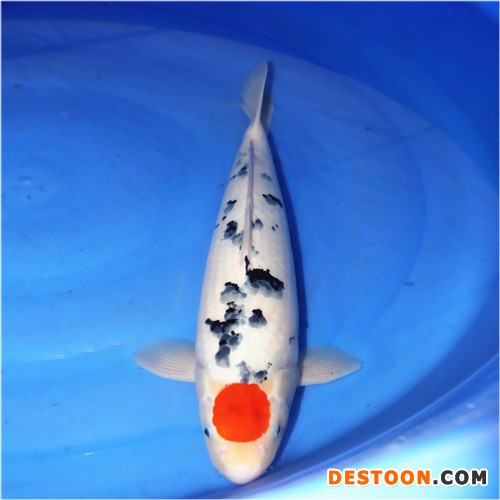 【蓬展】 台州蓬展锦鲤  锦鲤鱼苗 台州 锦鲤厂家  锦鲤批发   质优价廉