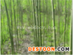 速生竹柳苗种植-无锡竹柳苗-峻峰竹柳苗(查看)
