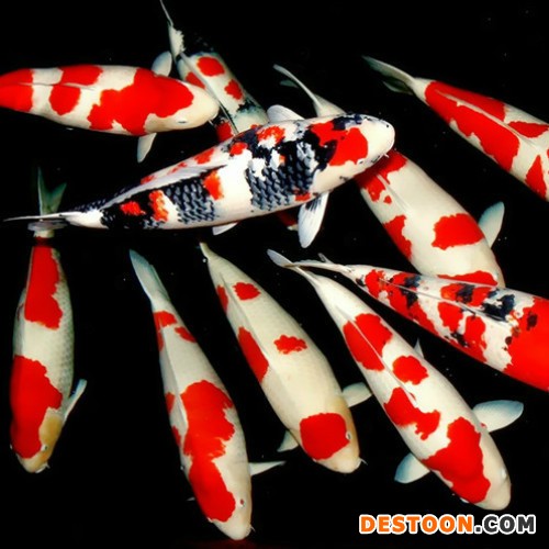 【蓬展】台州蓬展锦鲤  锦鲤鱼苗 台州 锦鲤厂家  锦鲤批发 质优价廉