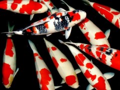 【蓬展】台州蓬展锦鲤  锦鲤鱼苗 台州 锦鲤厂家  锦鲤批发 质优价廉