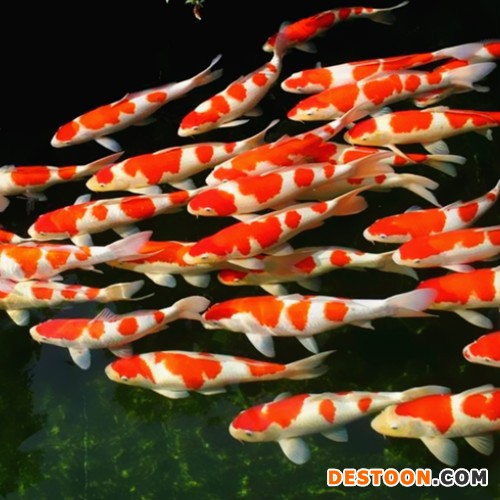 【蓬展】台州蓬展锦鲤  锦鲤鱼苗 台州 锦鲤厂家  锦鲤批发  质优价廉