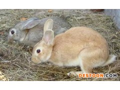 特种养殖行业发展