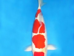 【蓬展】台州蓬展锦鲤  锦鲤鱼苗  台州  锦鲤厂家  锦鲤批发  质优价廉