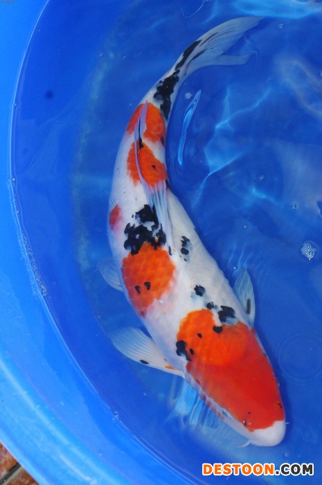 供应台州蓬展 001锦鲤  锦鲤鱼苗 台州锦鲤厂家 浙江锦鲤