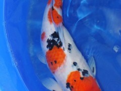 蓬展  锦鲤批发  锦鲤厂家 观赏鱼 锦鲤