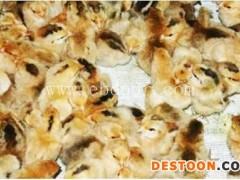 优质土鸡苗-安徽土鸡苗-安徽牧翔禽业(查看)