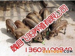 特种养殖,特种养殖厂家,飞阳野猪养殖