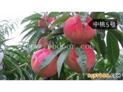 桃苗价格-桃苗-果源农业—优质保障(查看)