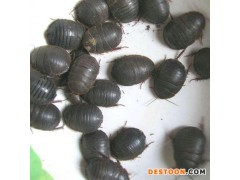 土元养殖  山东特种养殖基地  其他特种养殖