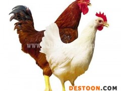 十堰海兰褐鸡苗-华帅青年鸡养殖基地-海兰褐鸡苗价格