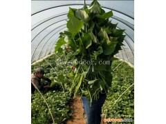 佰丰西红薯苗地瓜苗-西瓜红大田高剪苗价格-西瓜红大田高剪苗