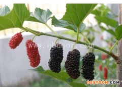 水果果桑苗出售-水果果桑苗-世超苗木批发(查看)